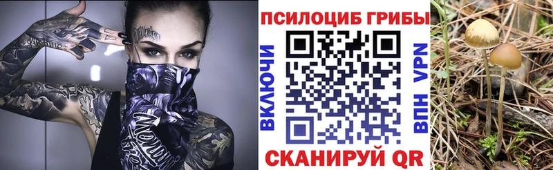 Галлюциногенные грибы MAGIC MUSHROOMS  Купить закладки  Стародуб 